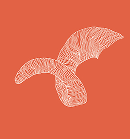 Digital Illustration